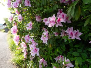 ツツジ　 250505 (1 - 1)